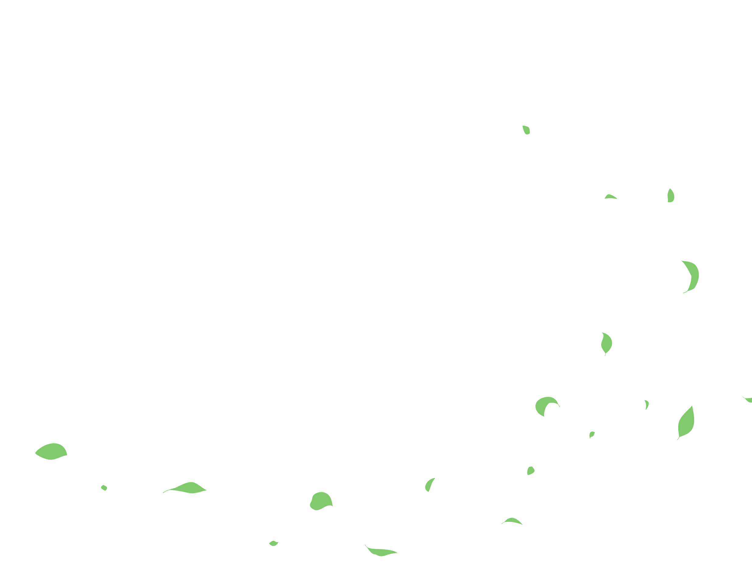 leaves